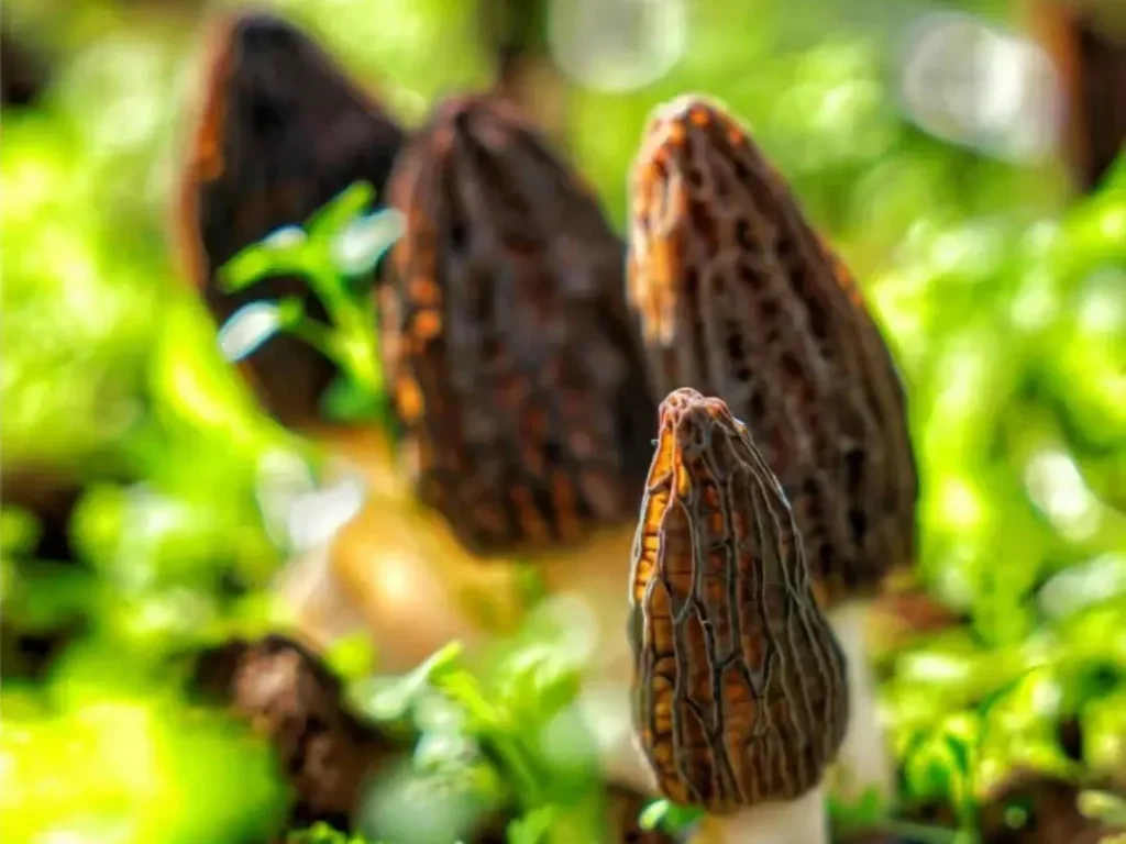 اصلی ترین ویژگی های قارچ مورل (Morel Mushroom)