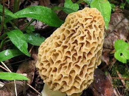 قارچ مورل